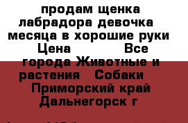 продам щенка лабрадора девочка 2 месяца в хорошие руки › Цена ­ 8 000 - Все города Животные и растения » Собаки   . Приморский край,Дальнегорск г.